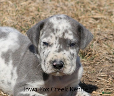 Great Dane dogs Scout - Ad 41