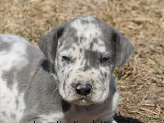Great Dane dogs Scout - Ad 41