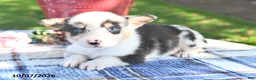 Welsh Corgi Pembroke dogs for sale: Cookie - Ad 4