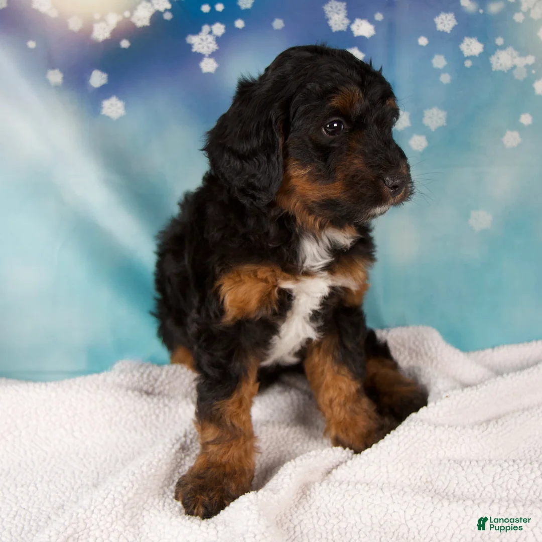 Mini Bernedoodle dogs for sale: Curtis - Ad 4