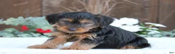 Yorkshire Terrier dogs for sale: Scout - Ad 5