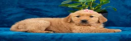 Golden Retriever dogs for sale: Tammy - Ad 9
