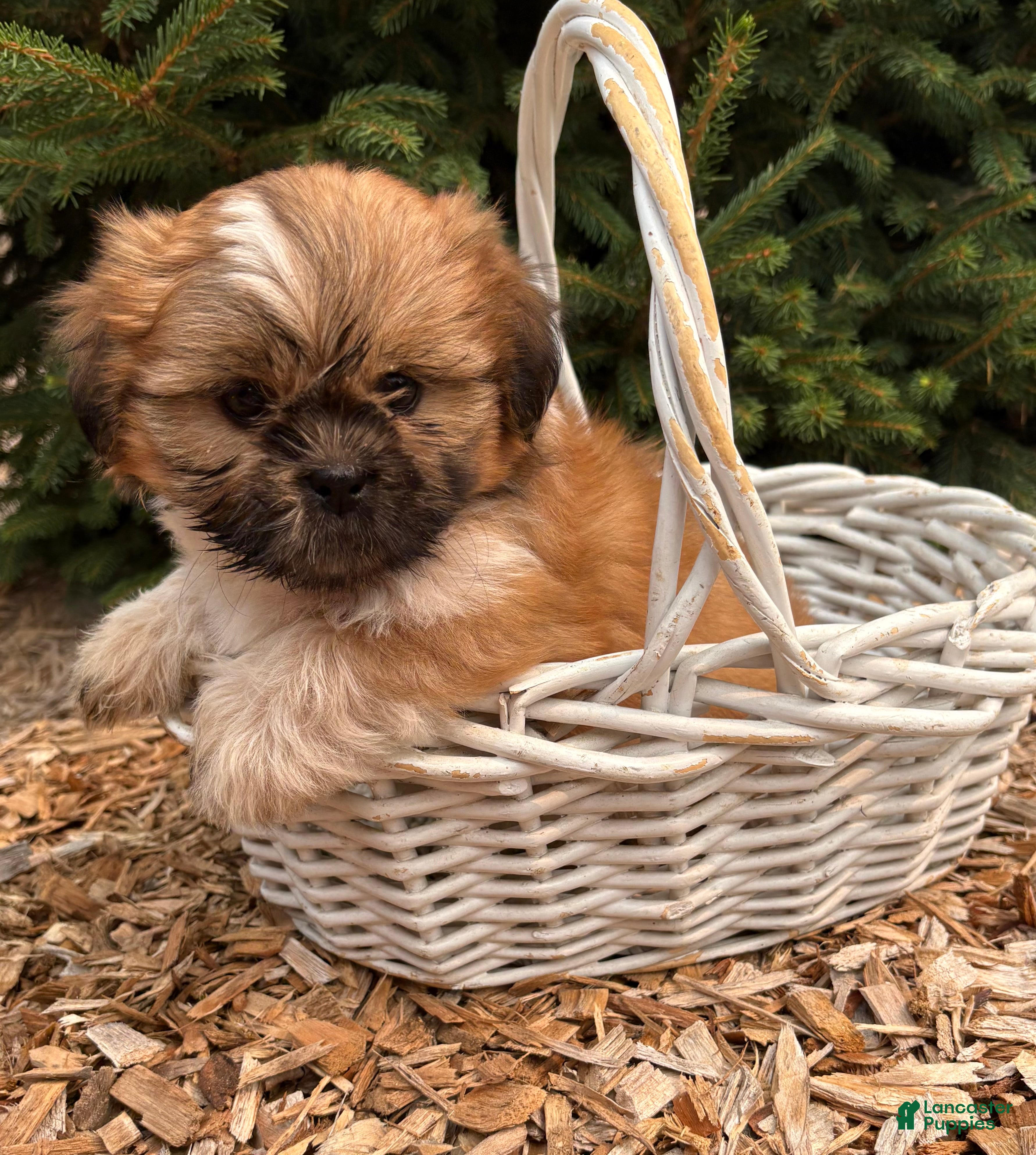 Shih Tzu dogs Jasmine - Ad 2