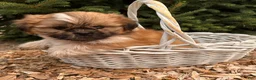 Shih Tzu dogs for sale: Jasmine - Ad 2