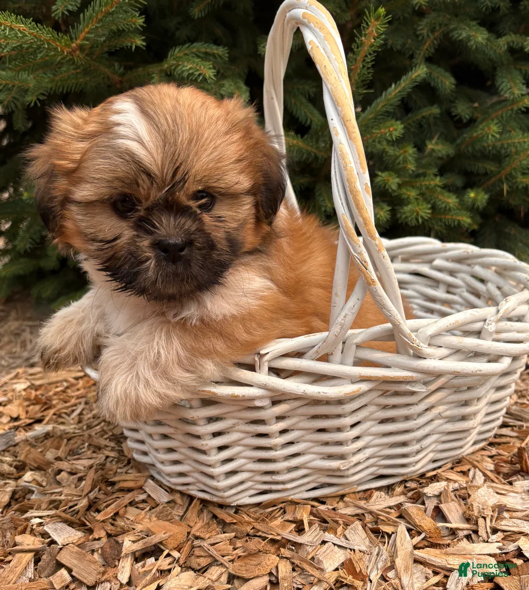 Shih Tzu dogs for sale: Jasmine - Ad 2