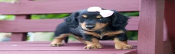 Miniature Dachshund dogs for sale: Tessa 💞 - Ad 15