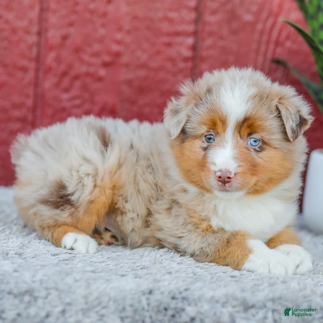 Miniature Australian Shepherd dogs for sale: Rambo - Ad 2