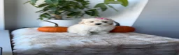 Maltipoo dogs for sale: Bubbles - Ad 2