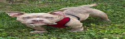 American Bully dogs for sale: Draco - Ad 1