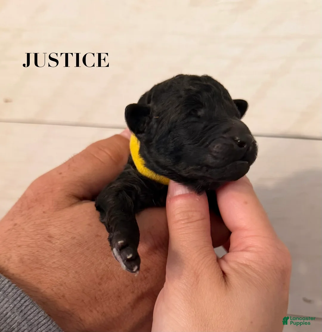 Standard Poodle dogs for sale: Standard Poodle Puppy 3 - Ad 1