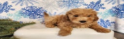 Mini Goldendoodle dogs for sale: Indy - Ad 15