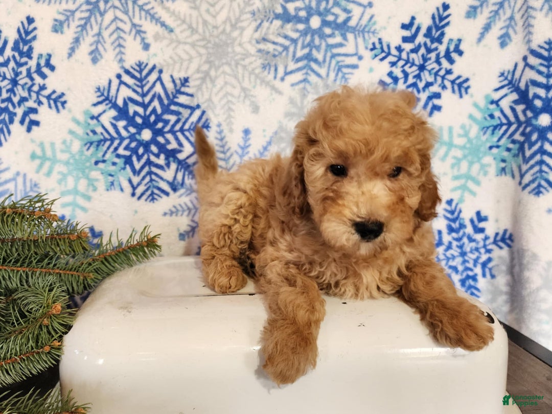 Mini Goldendoodle dogs for sale: Indy - Ad 15