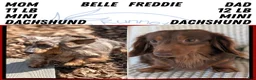 Miniature Dachshund dogs for sale: Zion - Ad 12