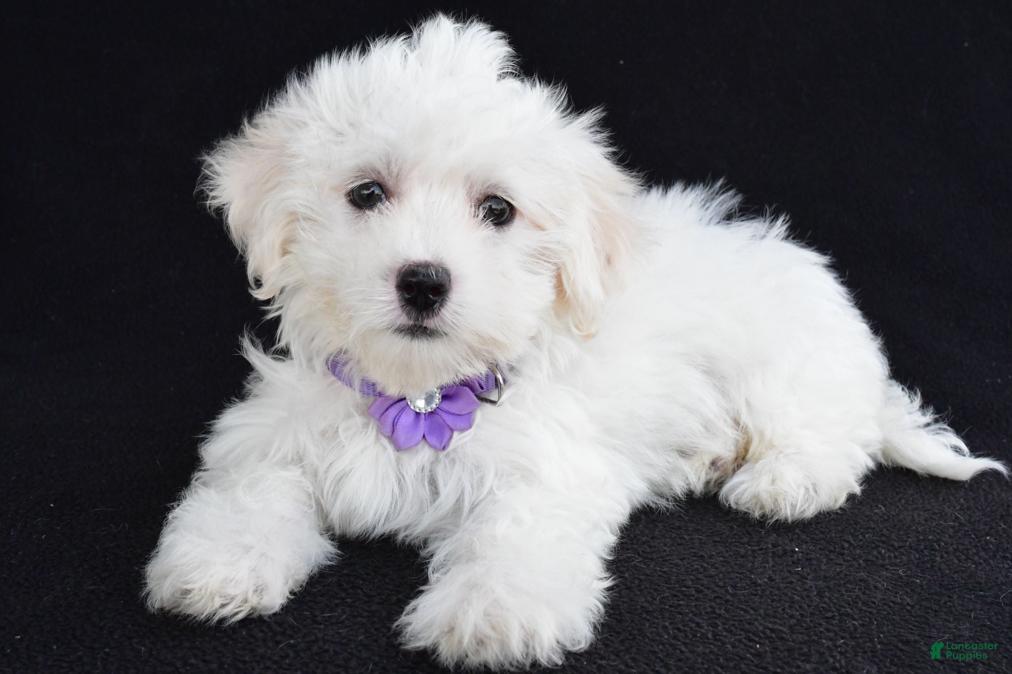 Maltese dogs Angie - Ad 2