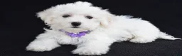 Maltese dogs for sale: Angie - Ad 2