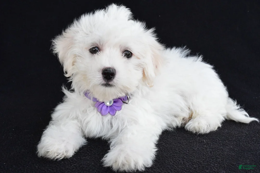 Maltese dogs for sale: Angie - Ad 2