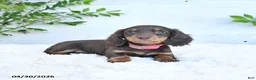 Miniature Dachshund dogs for sale: Maggie - Ad 4