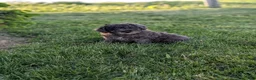 Miniature Poodle dogs for sale: Miniature Poodle Puppy 1 - Ad 6