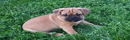 Mixed Breed dogs for sale: Theo - Ad 6