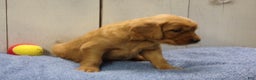 Golden Retriever dogs for sale: Orville - Ad 5