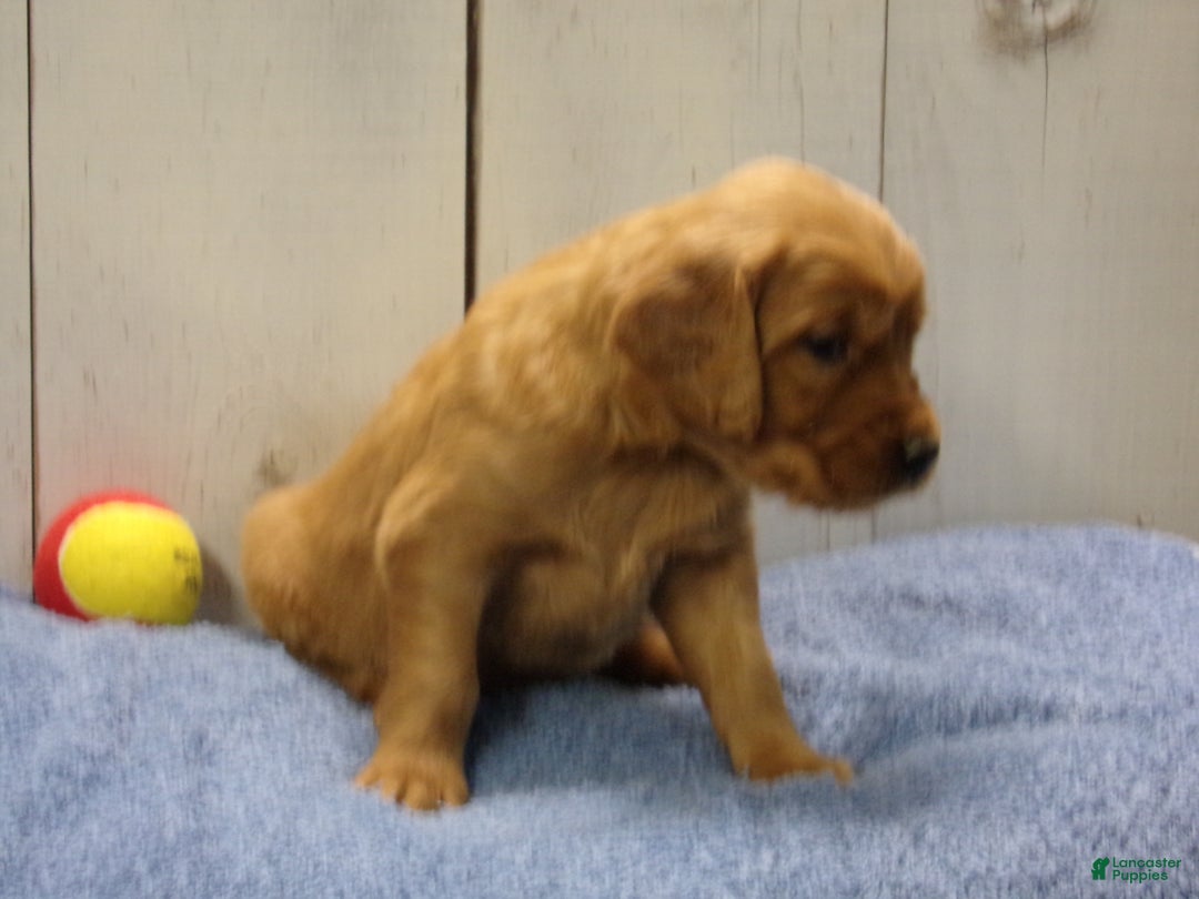 Golden Retriever dogs for sale: Orville - Ad 5