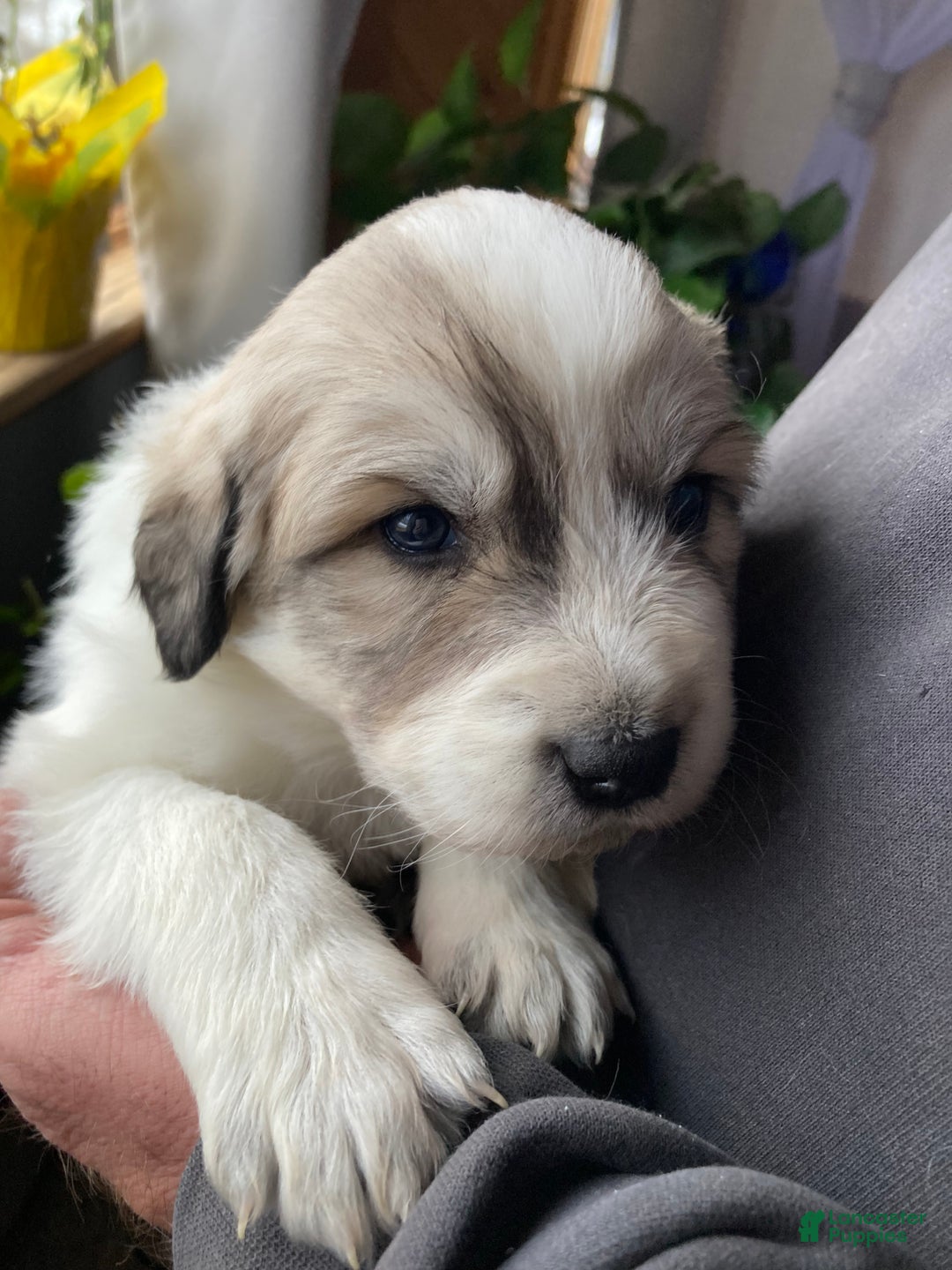 Great Pyrenees dogs for sale: Great Pyrenees Female Puppy - Purple - Ad 2