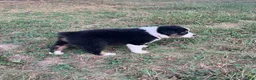 Australian Shepherd dogs for sale: Tracy - Ad 3