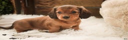 Miniature Dachshund dogs for sale: Gingerbread - Ad 5