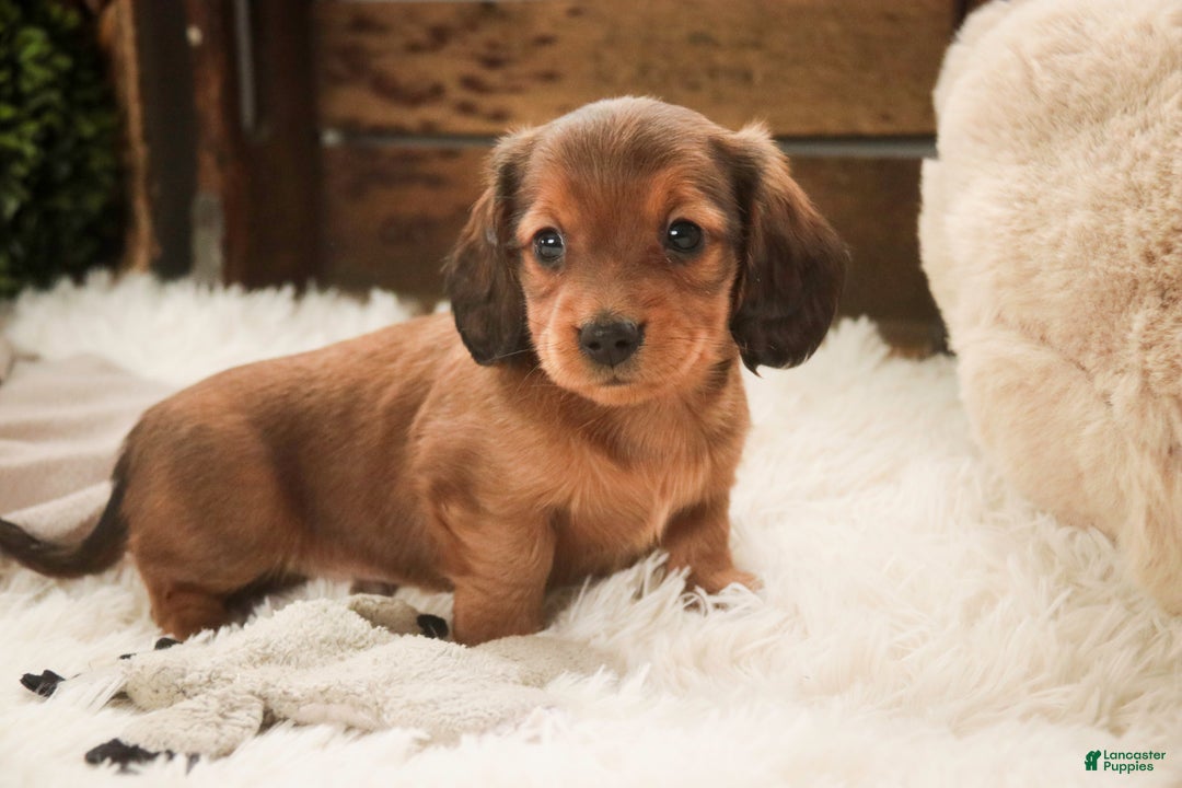 Miniature Dachshund dogs for sale: Gingerbread - Ad 5