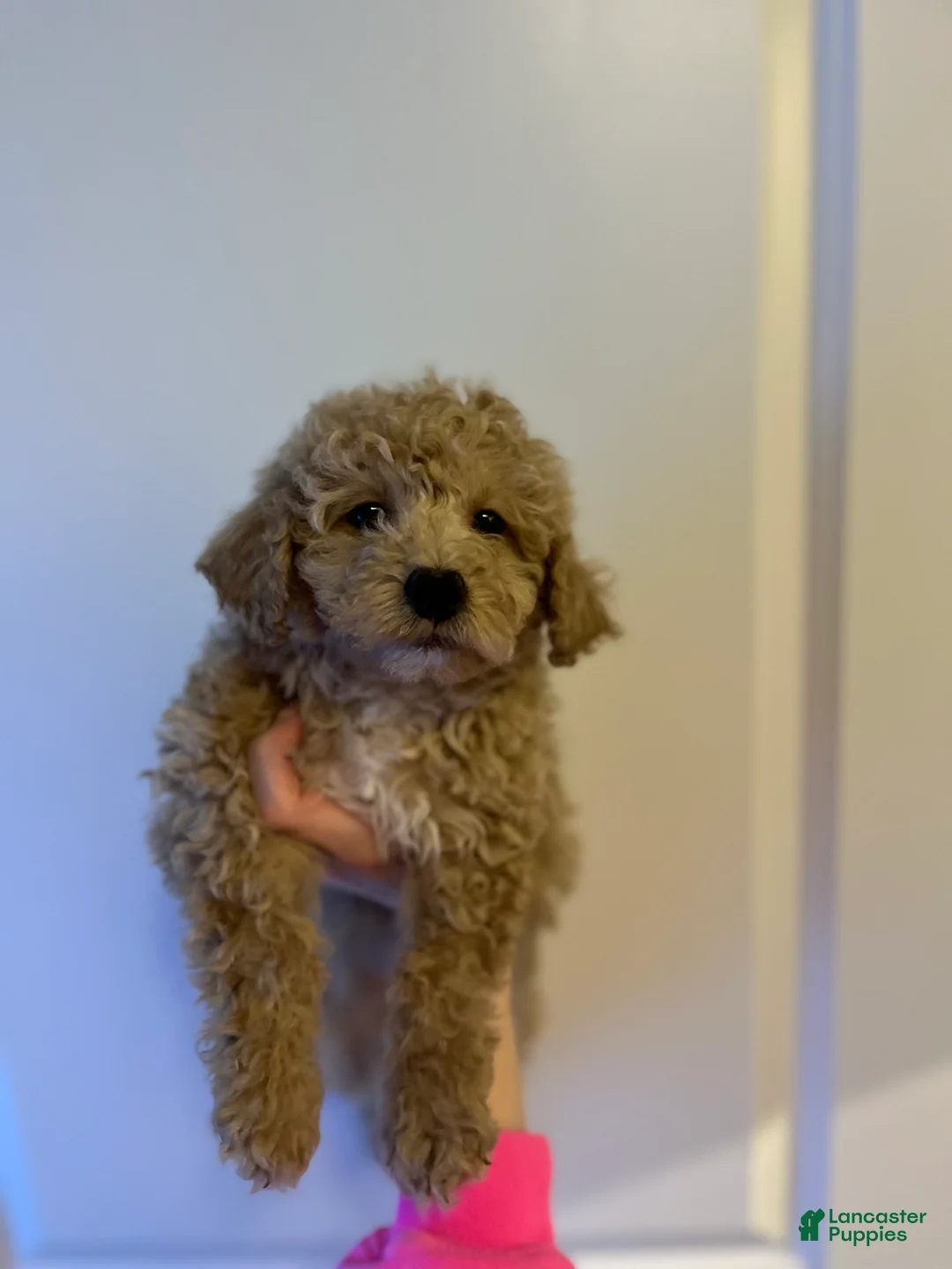 Mini Goldendoodle dogs for sale: Sweetie  - Ad 2