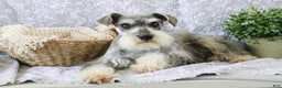 Miniature Schnauzer dogs for sale: Kris - Ad 14
