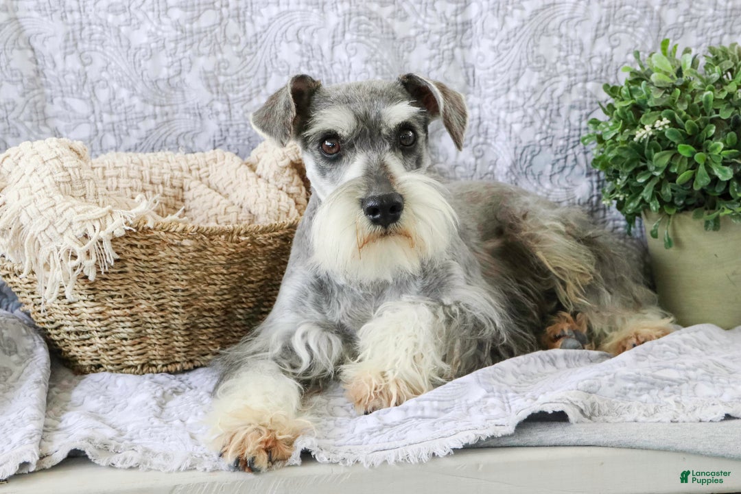 Miniature Schnauzer dogs for sale: Kris - Ad 14