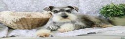 Miniature Schnauzer dogs for sale: Holly - Ad 10