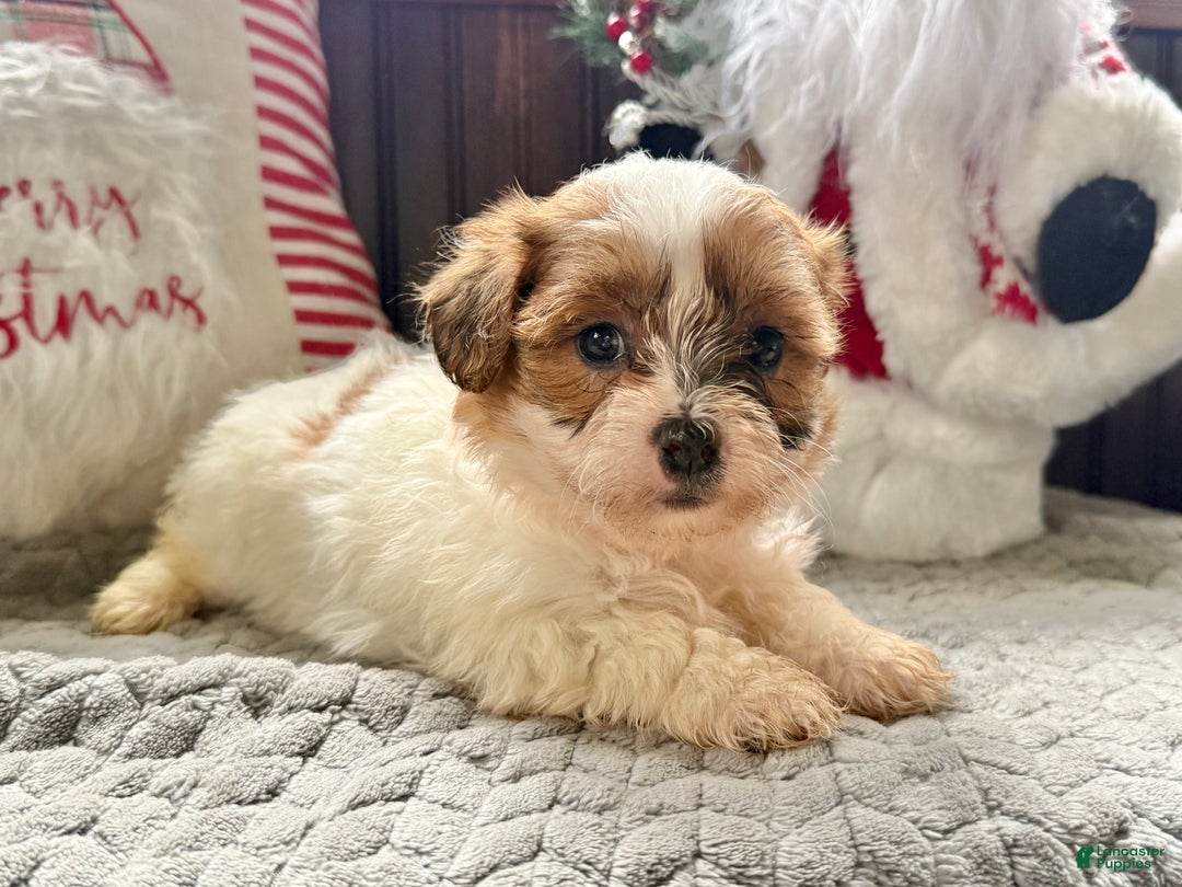 Teddy Bear dogs for sale: Trixie  - Ad 2