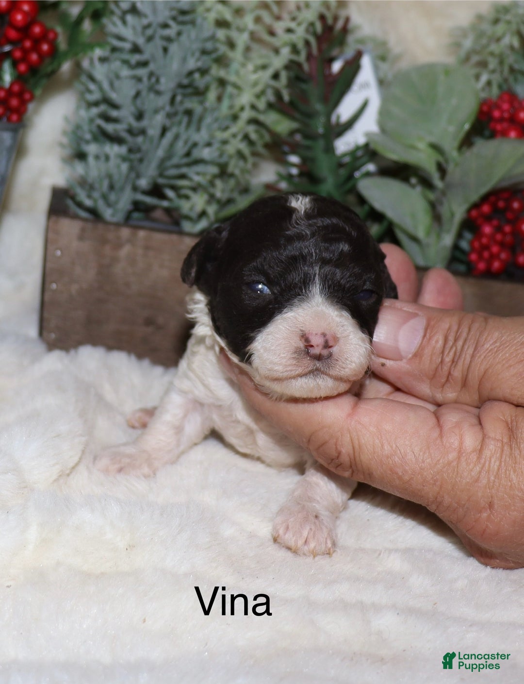 Toy Poodle dogs for sale: Vina - Ad 4