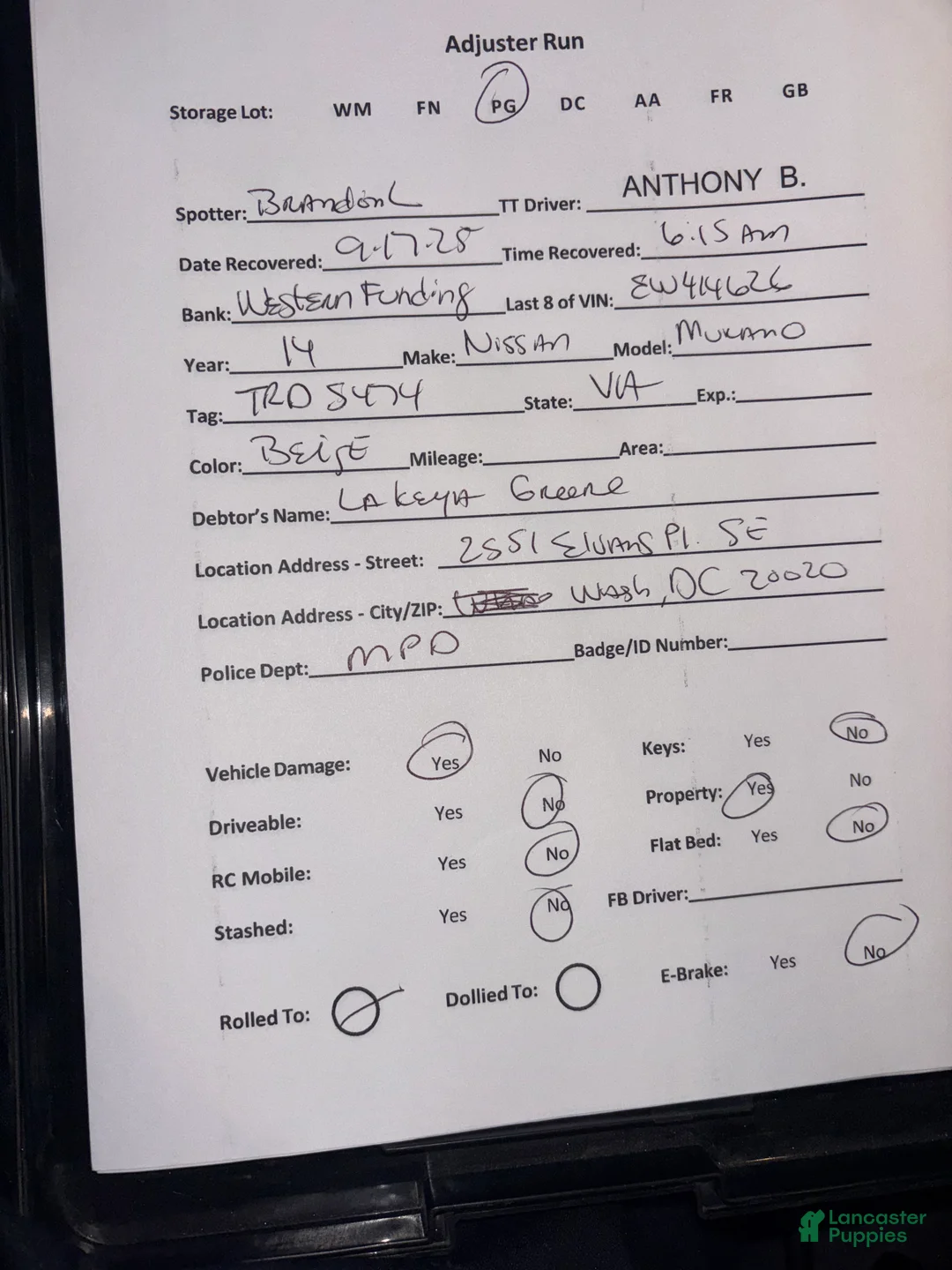 Cane Corso dogs for sale: Cane Corso Puppy 1 - Ad 3