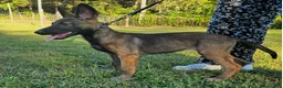 Mixed Breed dogs for sale: Jinx - Ad 3
