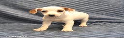 Jack Russell Terrier dogs for sale: Alta - Ad 2