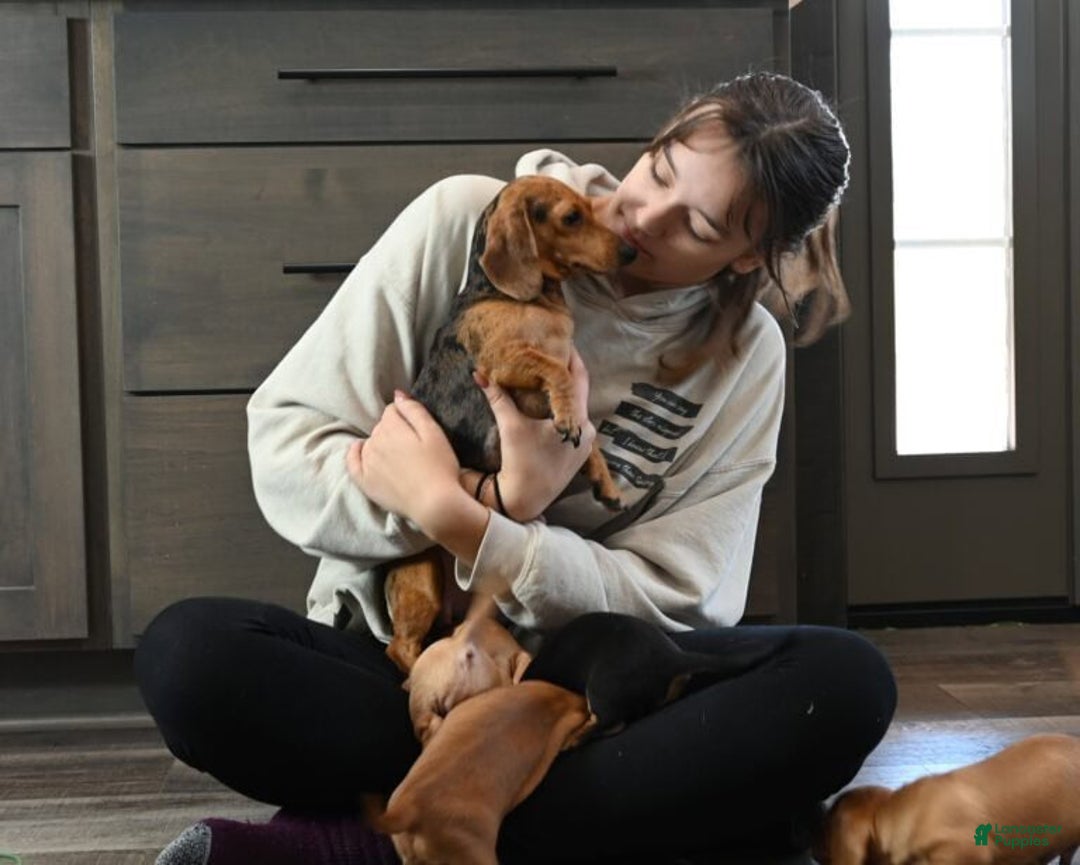 Miniature Dachshund dogs for sale: Lilly - Ad 4