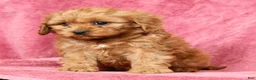 Cavapoo dogs for sale: Teresa - Ad 9