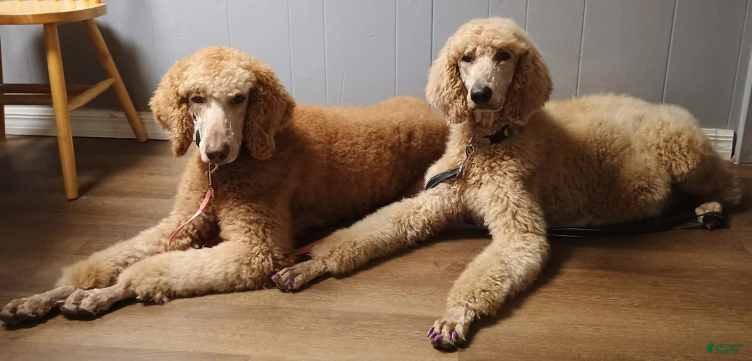 Standard Poodle dogs for sale: Harper - Ad 2