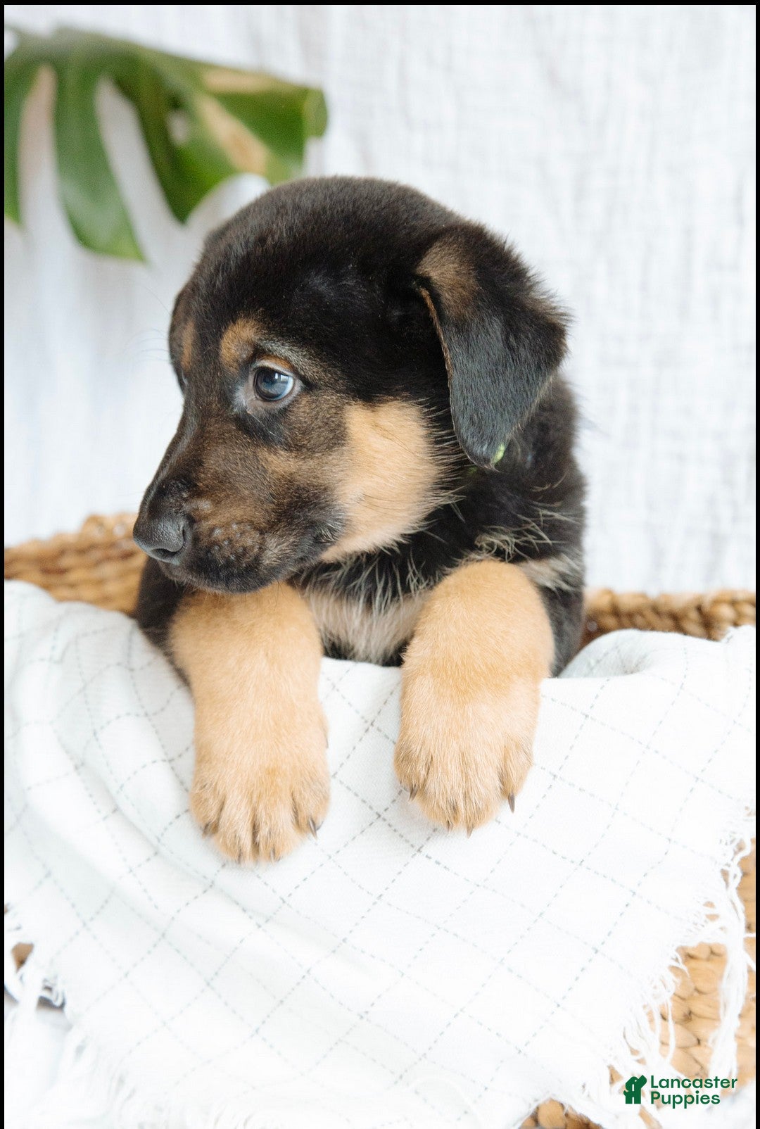 Mixed Breed dogs Nitro - Ad 1