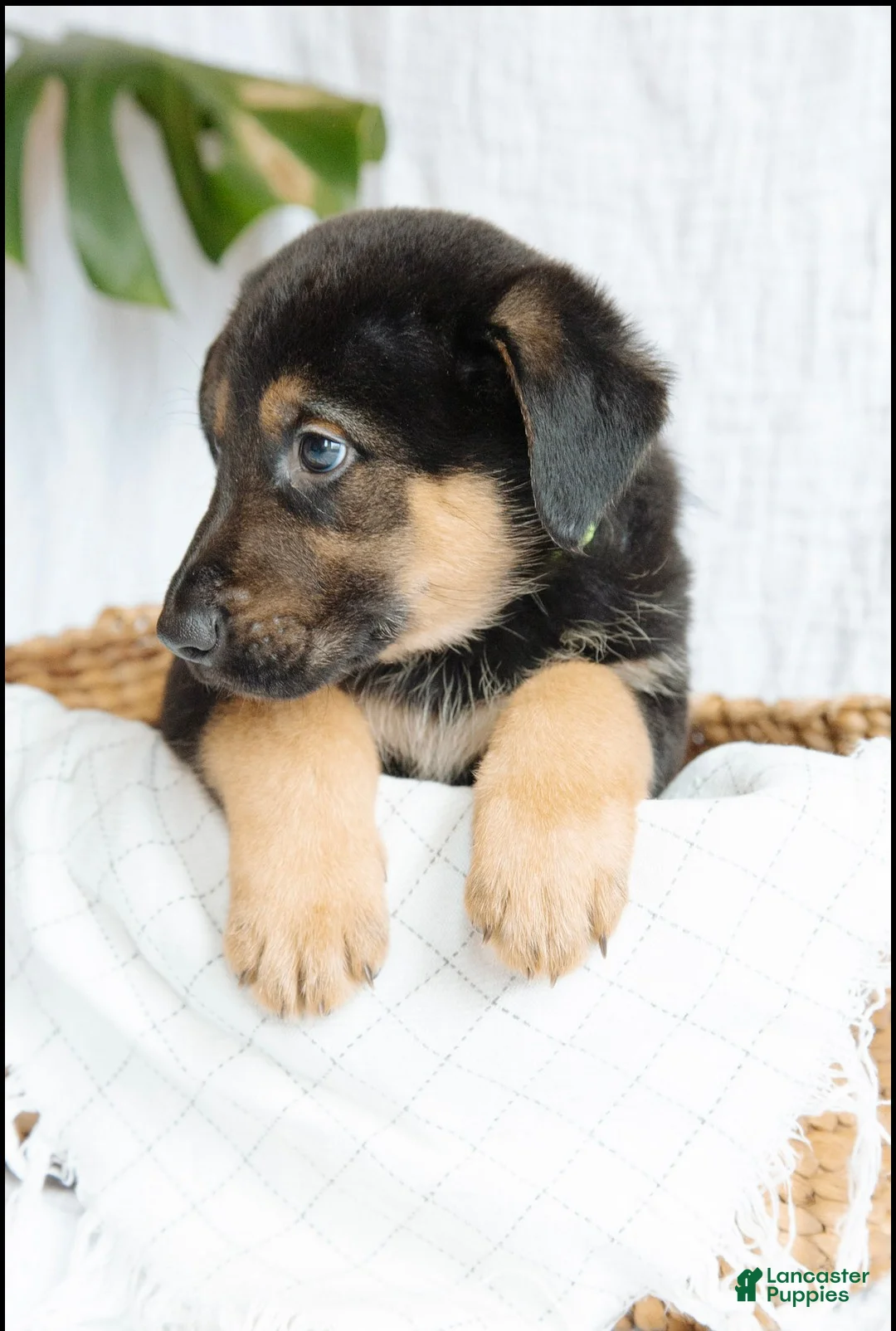 Mixed Breed dogs for sale: Nitro - Ad 1