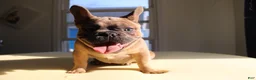 French Bulldog dogs for sale: Toro - Ad 6