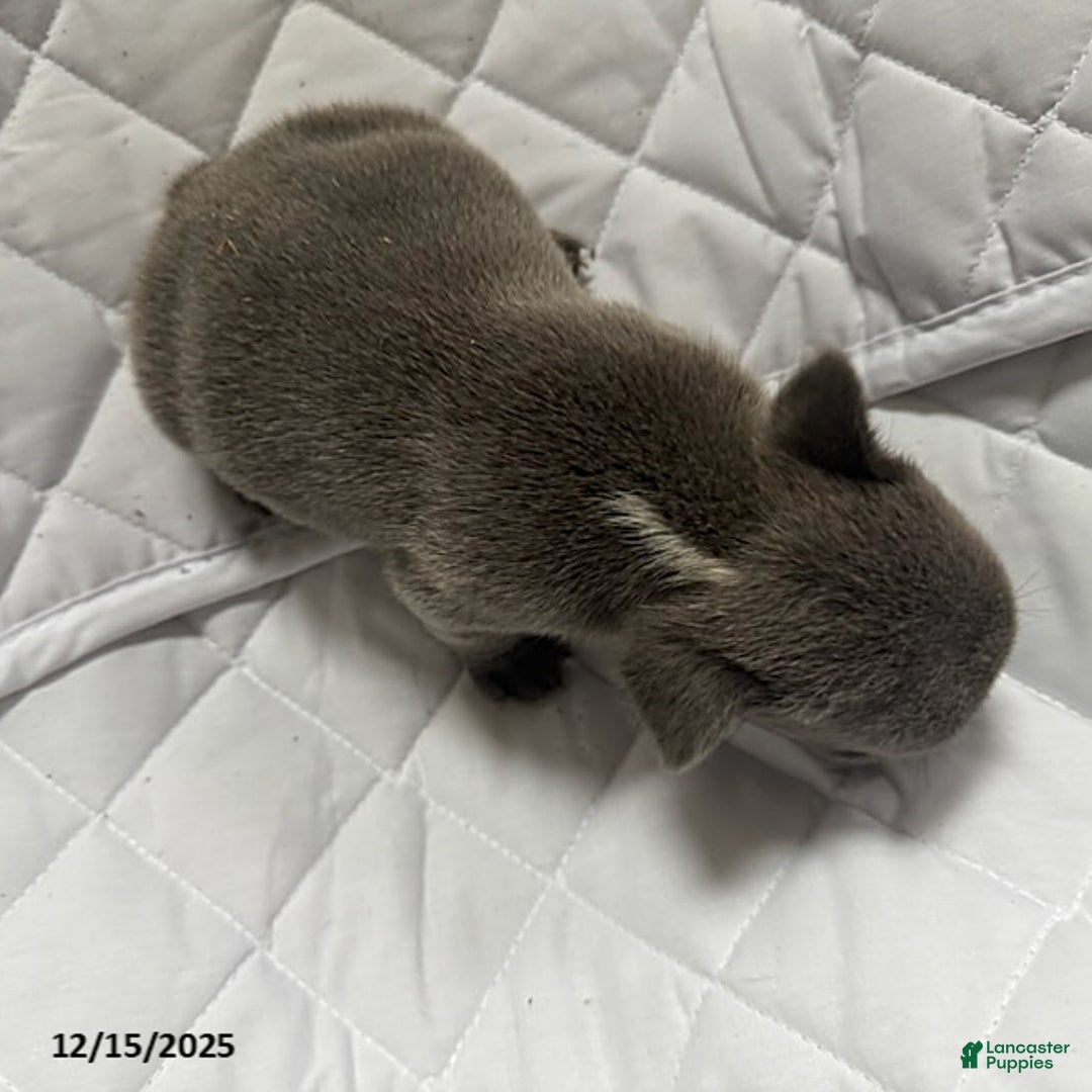 French Bulldog dogs for sale: Blue - Ad 5