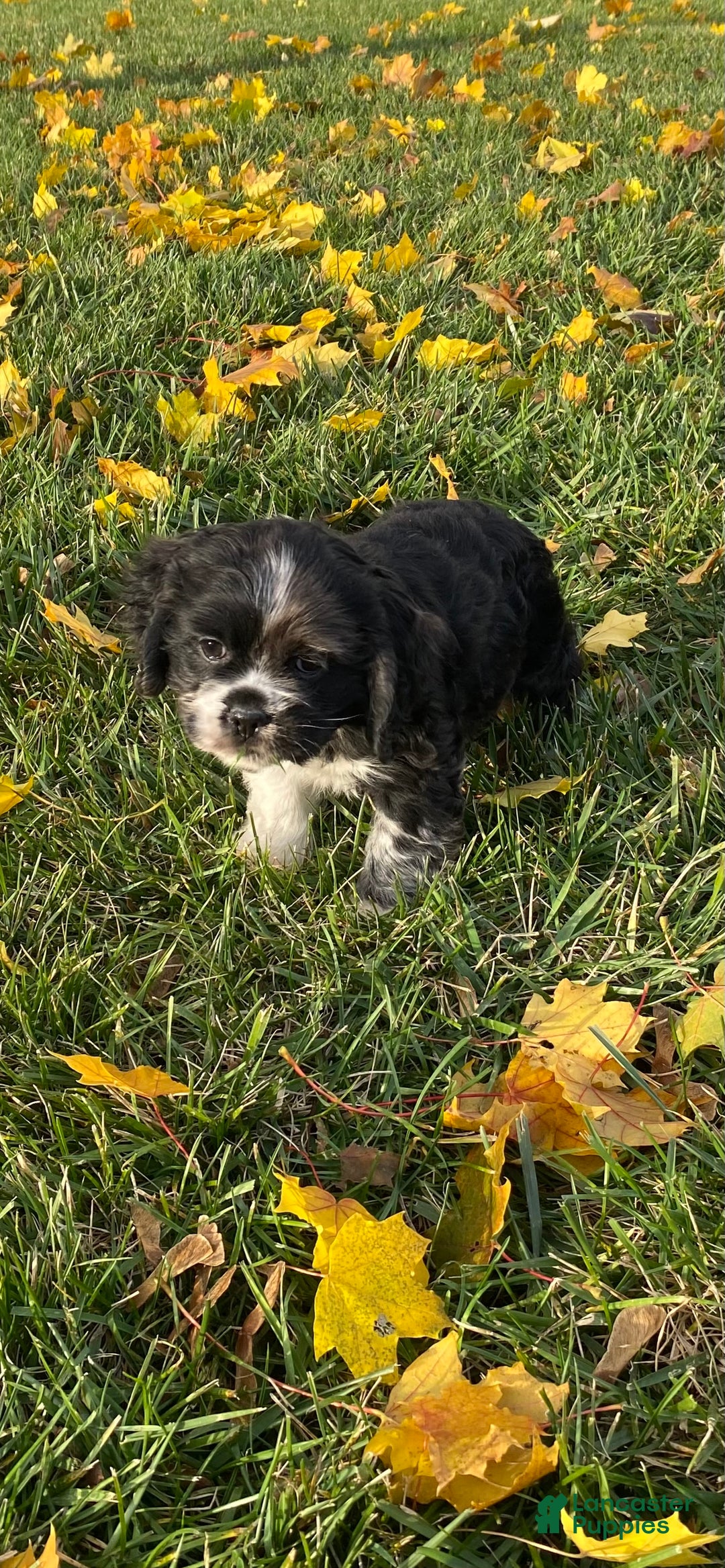 Cocker Spaniel dogs for sale: Oreo - Ad 3