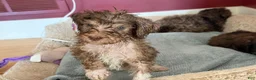 Bernedoodle dogs for sale: DINKY - Ad 8