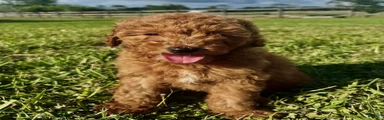 Mini Goldendoodle Puppy 1