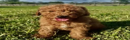 Mini Goldendoodle dogs for sale: Mini Goldendoodle Puppy 1 - Ad 1