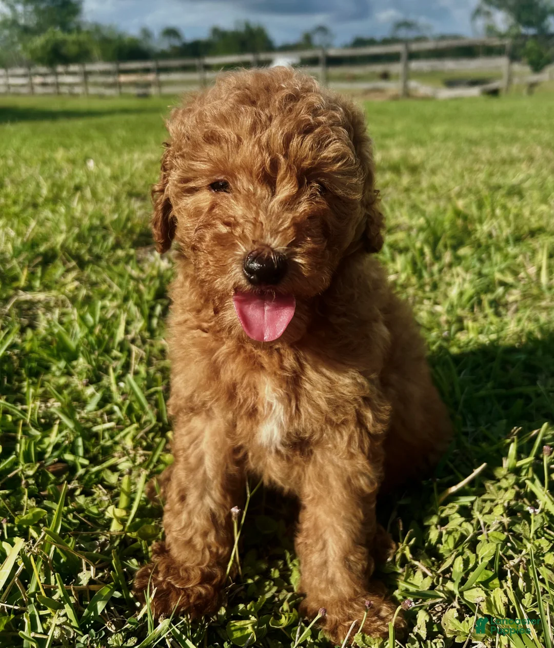 Mini Goldendoodle dogs for sale: Mini Goldendoodle Puppy 1 - Ad 1